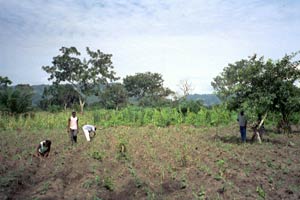 Visite de l'exploitation agricole de Ouassa-Tokpa — Le Bénin
