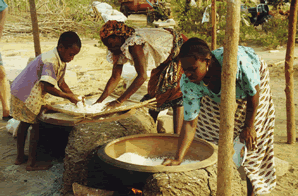 Le Manioc  -  Fabrication du Gari — Le Bénin