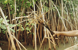 La balade en Pirogue — Le Bénin