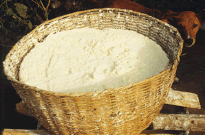 Le Manioc  -  Fabrication du Gari — Le Bénin