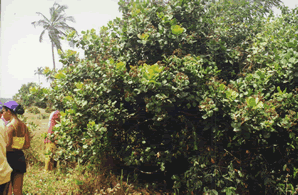 Restaurant à Hilakondji — Le Bénin