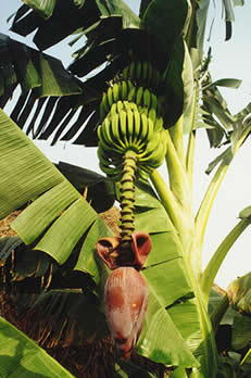 La Bananeraie — Le Bénin