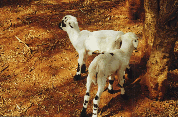 Visite de l'exploitation agricole de Ouassa-Tokpa — Le Bénin