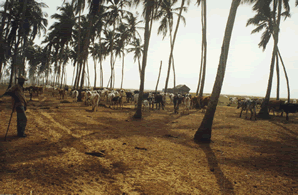 Le Village d'Agoué — Le Bénin
