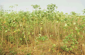 La Bananeraie — Le Bénin
