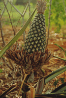 Visite de l'exploitation agricole de Ouassa-Tokpa — Le Bénin