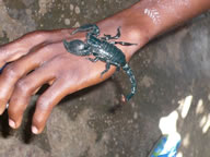 Quiproquo — Bénin et Togo