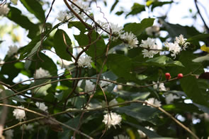 Café Kuma — Bénin et Togo