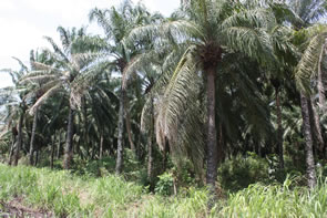 Direction Kpalimé — Bénin et Togo