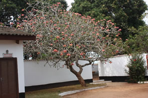 Ouidah traumatisée  ... "tristement" célèbre — Bénin et Togo