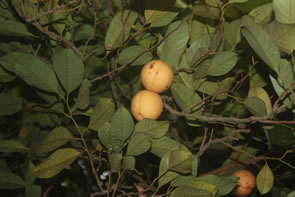 Le jardin des plantes et de la nature — Bénin et Togo