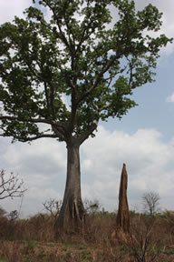 Direction Kpalimé — Bénin et Togo