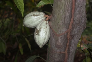 Le jardin des plantes et de la nature — Bénin et Togo