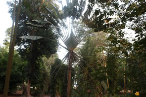 Le jardin des plantes et de la nature — Bénin et Togo