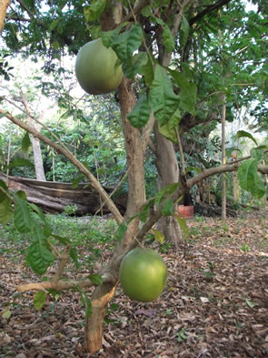 Le jardin des plantes et de la nature — Bénin et Togo