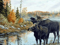 Faune et Flore — souvenir du voyage au Canada