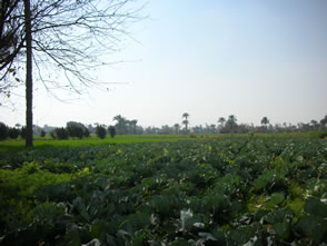 Déjeûner à la campagne — L’Égypte