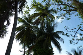 Distillerie des rhums JM. — La Martinique