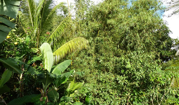 Un petit coin de paradis — La Martinique
