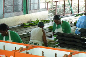 Le hangar à bananes — La Martinique