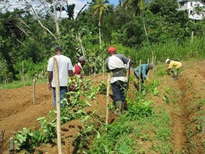 Le hangar à bananes — La Martinique