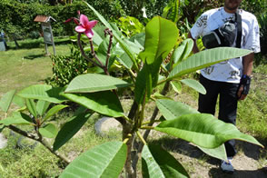 Un sentier Nature et découverte au coeur d'une Plantation Bananière — La Martinique