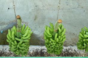 Le hangar à bananes — La Martinique