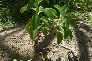 Un sentier Nature et découverte au coeur d'une Plantation Bananière — La Martinique