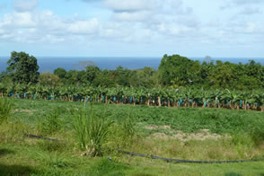Distillerie des rhums JM. — La Martinique