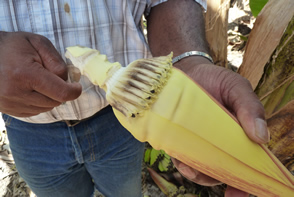 Un sentier Nature et découverte au coeur d'une Plantation Bananière — La Martinique
