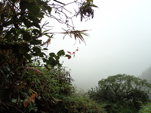 Randonnée sur la Montagne pelée — La Martinique