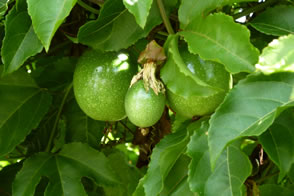 Un sentier Nature et découverte au coeur d'une Plantation Bananière — La Martinique