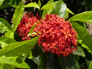 Randonnée sur la Montagne pelée — La Martinique