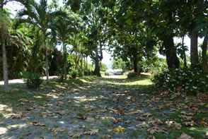 Un sentier Nature et découverte au coeur d'une Plantation Bananière — La Martinique