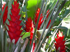 Un sentier Nature et découverte au coeur d'une Plantation Bananière — La Martinique