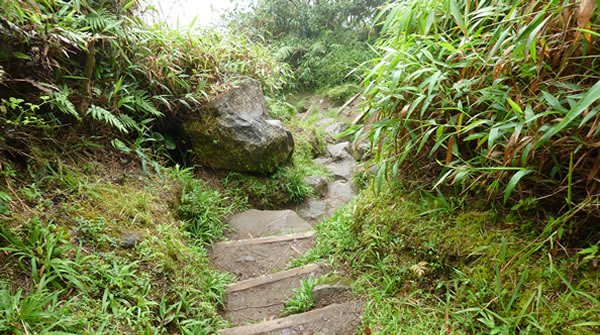 Randonnée sur la Montagne pelée — La Martinique