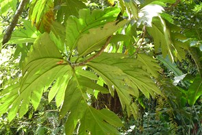 Le Domaine d'émeraude ... Un havre de paix ... — La Martinique