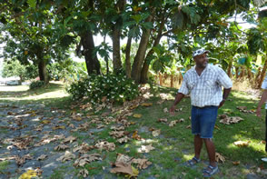 Un sentier Nature et découverte au coeur d'une Plantation Bananière — La Martinique