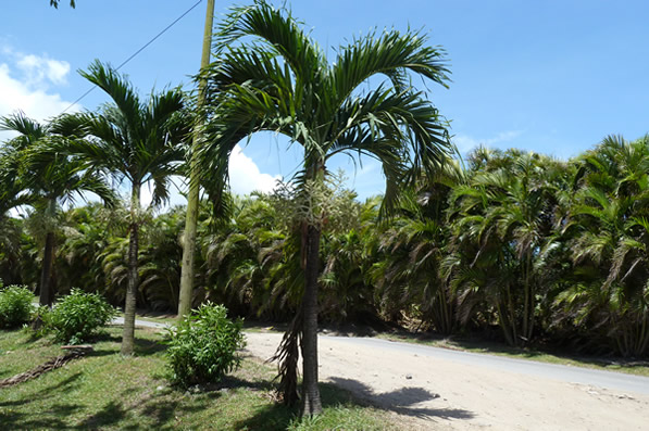 Un sentier Nature et découverte au coeur d'une Plantation Bananière — La Martinique