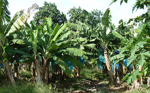 Un sentier Nature et découverte au coeur d'une Plantation Bananière — La Martinique