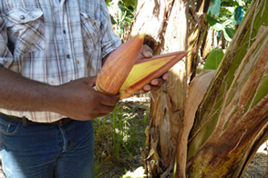 Un sentier Nature et découverte au coeur d'une Plantation Bananière — La Martinique