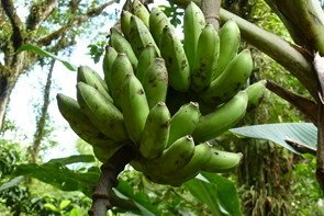 Bananes Figue-pomme