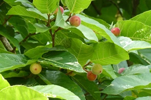 Les fruits du Figuier maudit