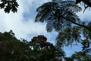 Le Domaine d'émeraude ... Un havre de paix ... — La Martinique