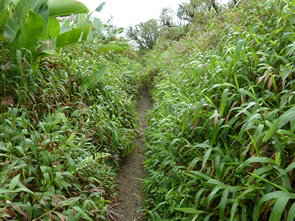 Randonnée sur la Montagne pelée — La Martinique