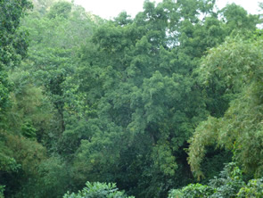 En quittant Macouba — La Martinique
