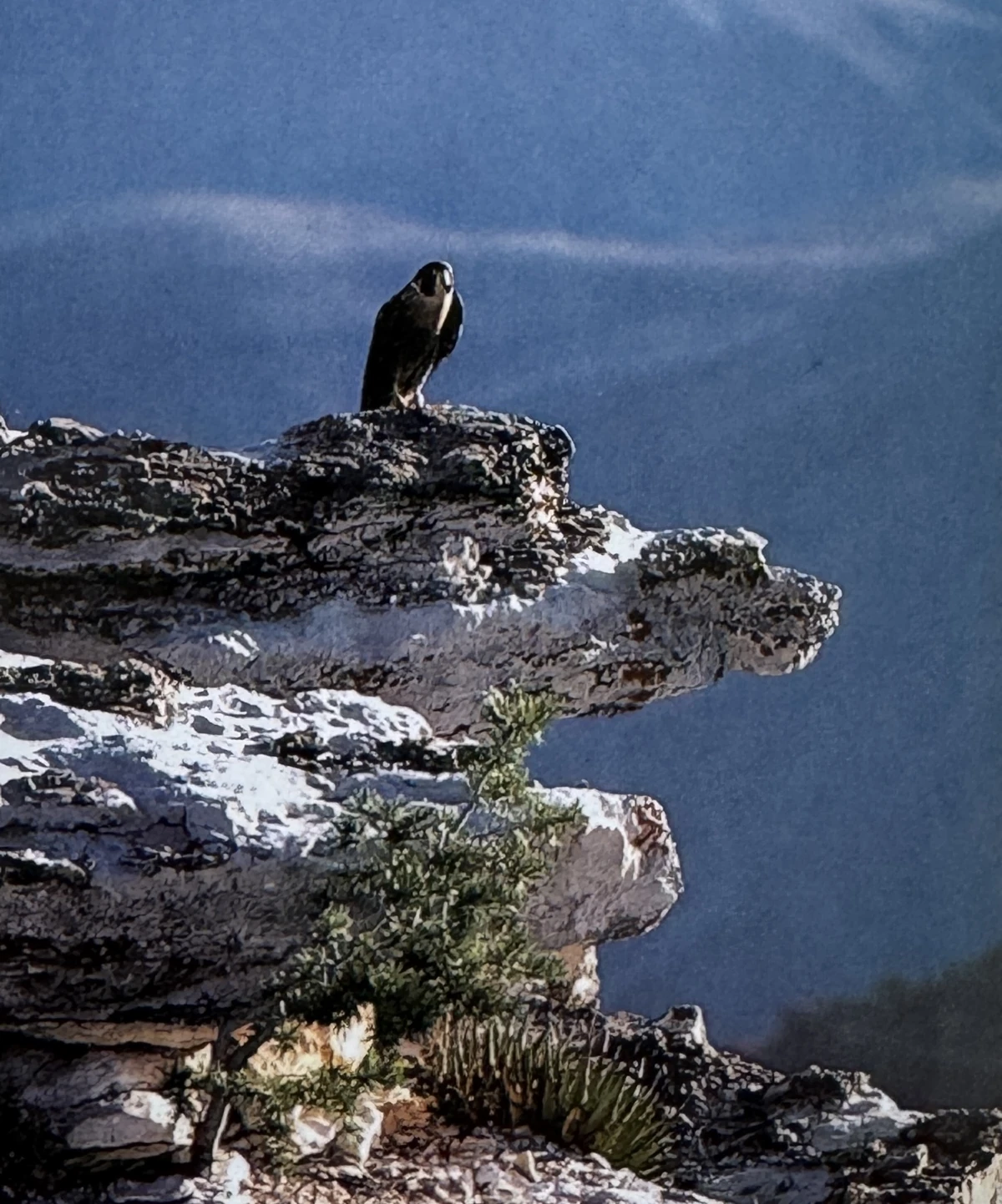Oiseau de proie dans le Grand Canyon