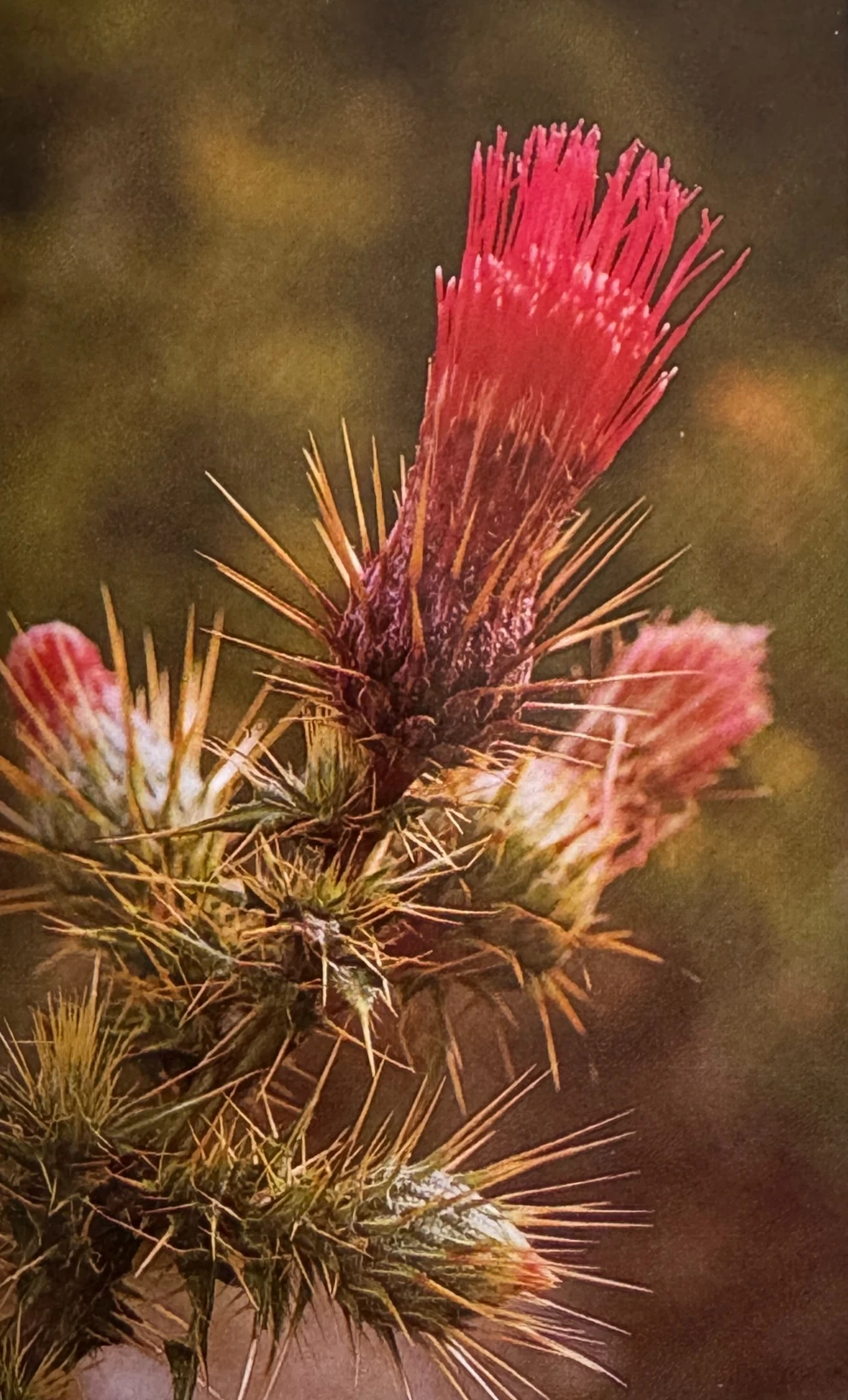 Chardon rouge
