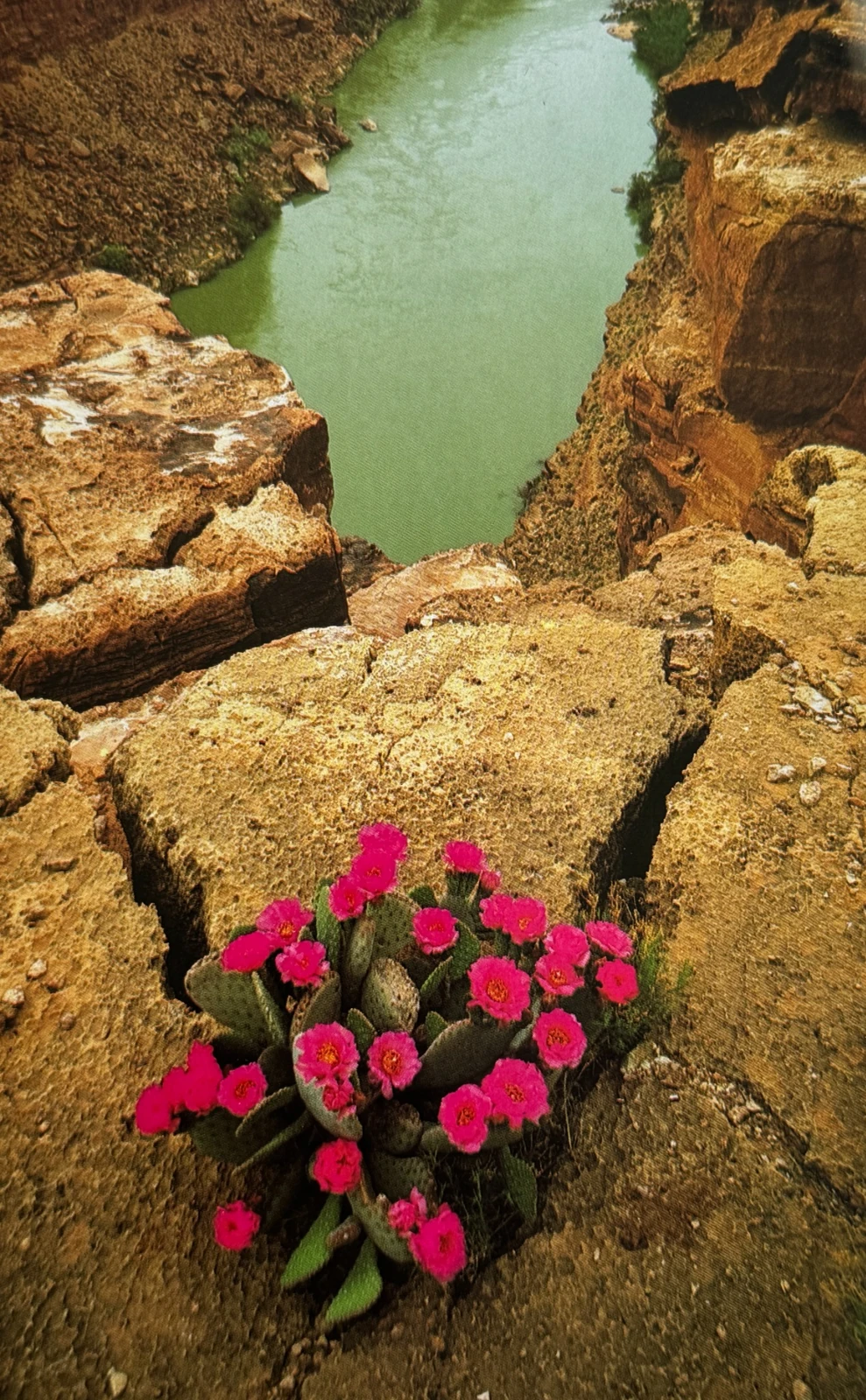 Cactus en fleurs au-dessus du canyon