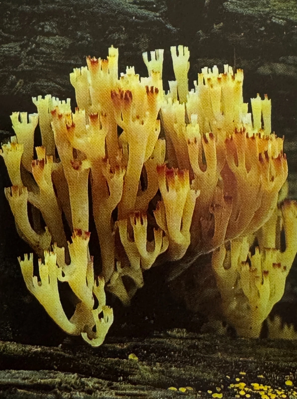 Champignon-corail